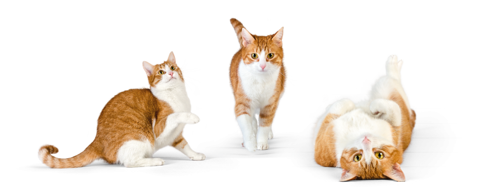 Die neue Katze für die Katzenfuttermarke exelcat in verschiedenen Posen.