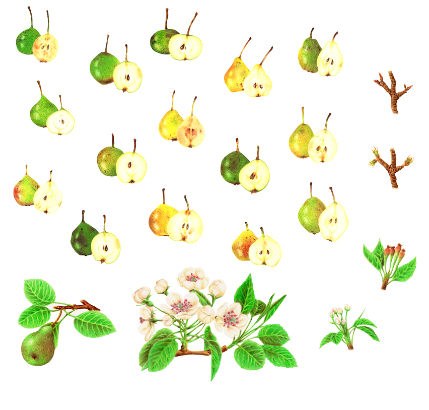 Handgezeichnete Illustrationen von Birnen und der Birnenblüte