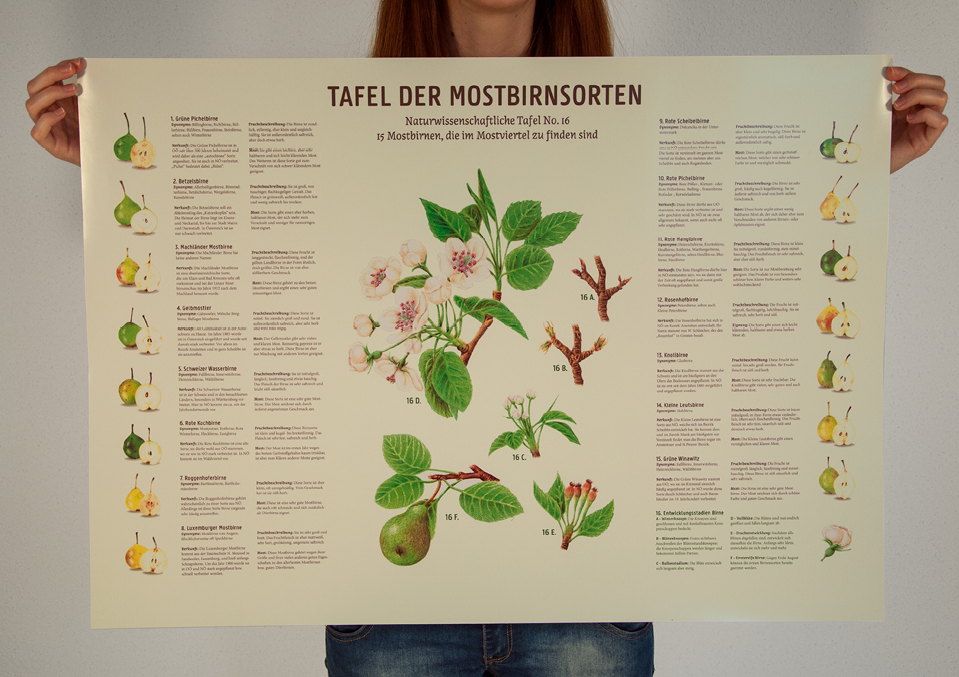 Rückseite Plakat mit den verschiedenen Birnensorten